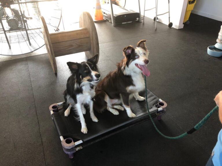 dogs looking up at trainer