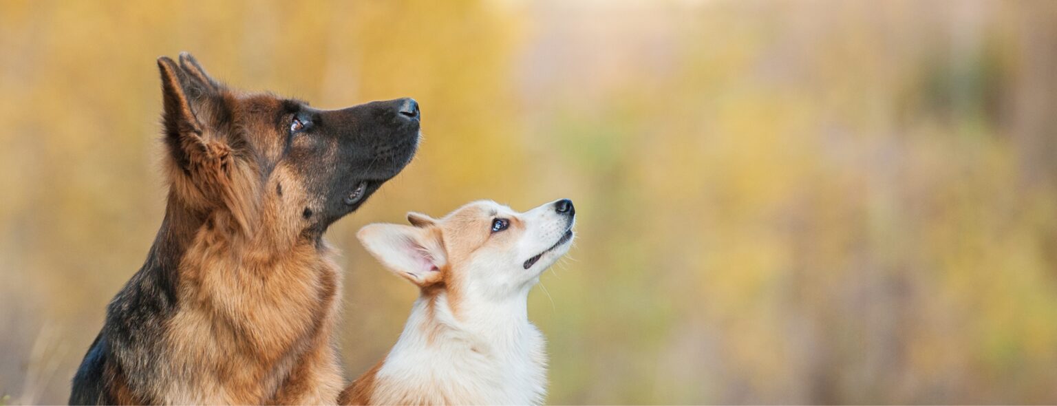 two dogs looking at the sky