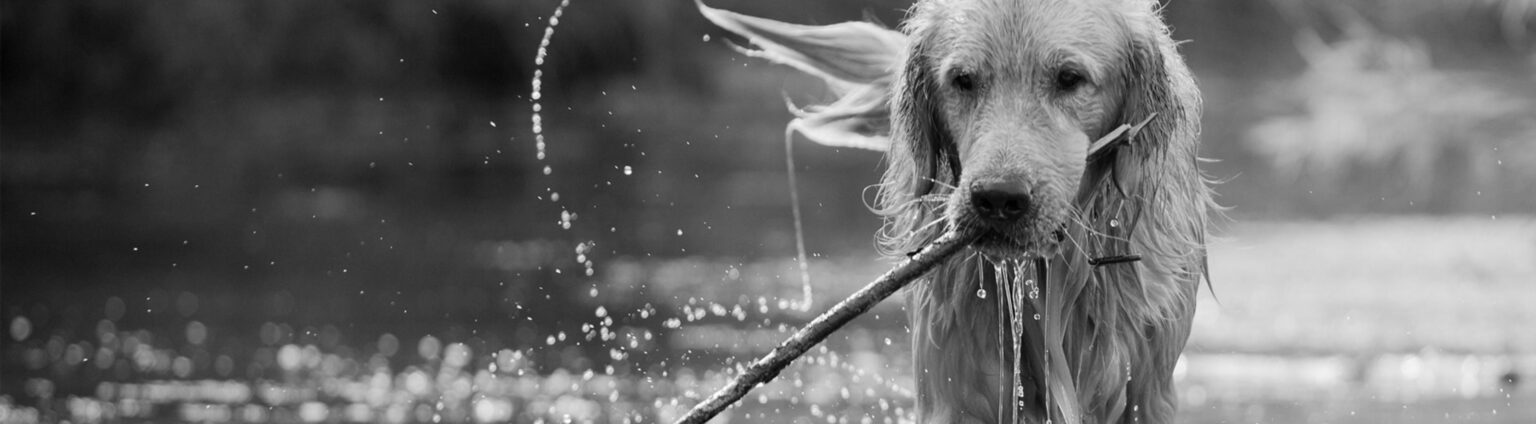 dog carrying a stick