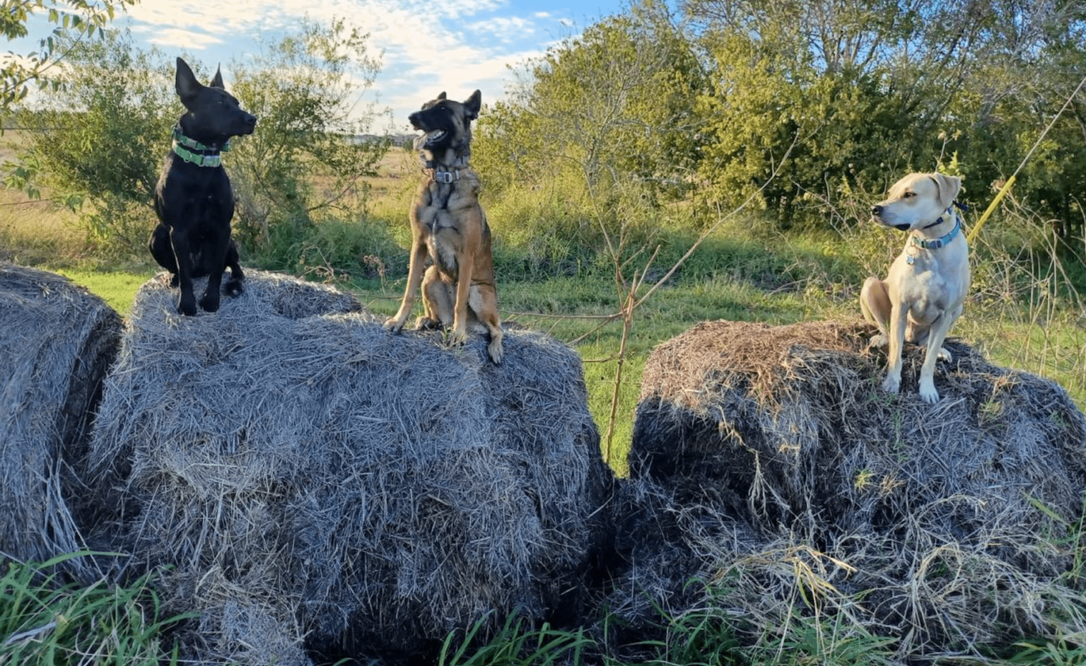 3 dogs sitting on hay bails