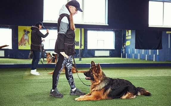 dog sitting obediently with trainer