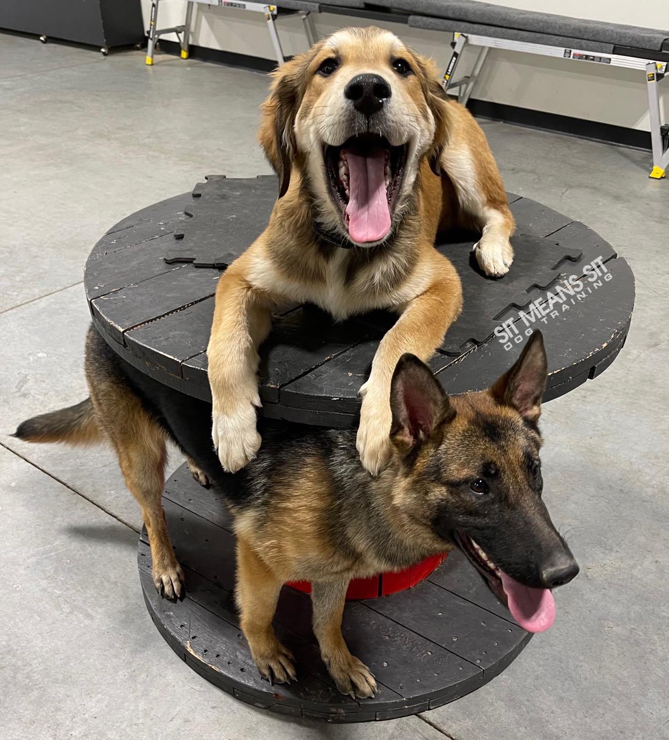 puppy laying on training equipment with a german shepherd standing under the equipment