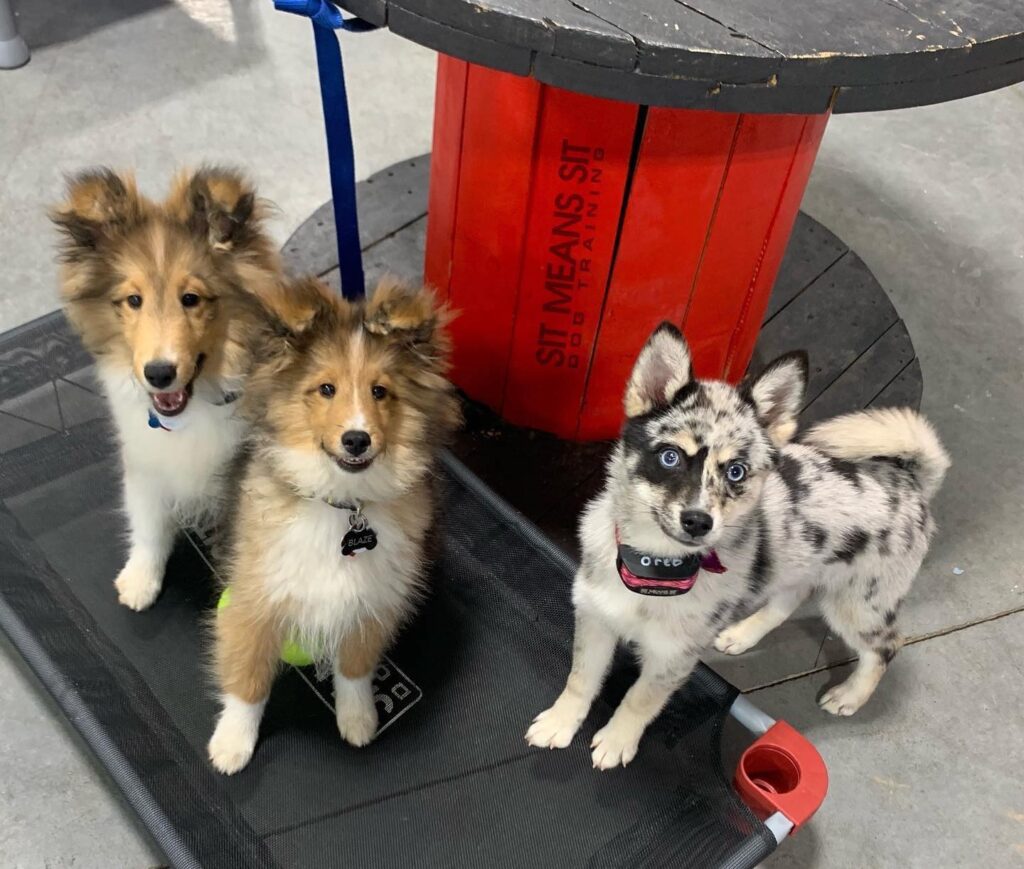 three dogs standing together