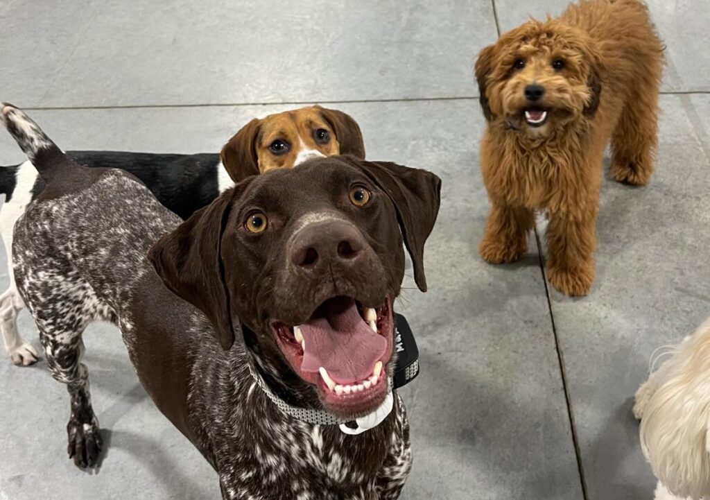dogs smiling up at camera