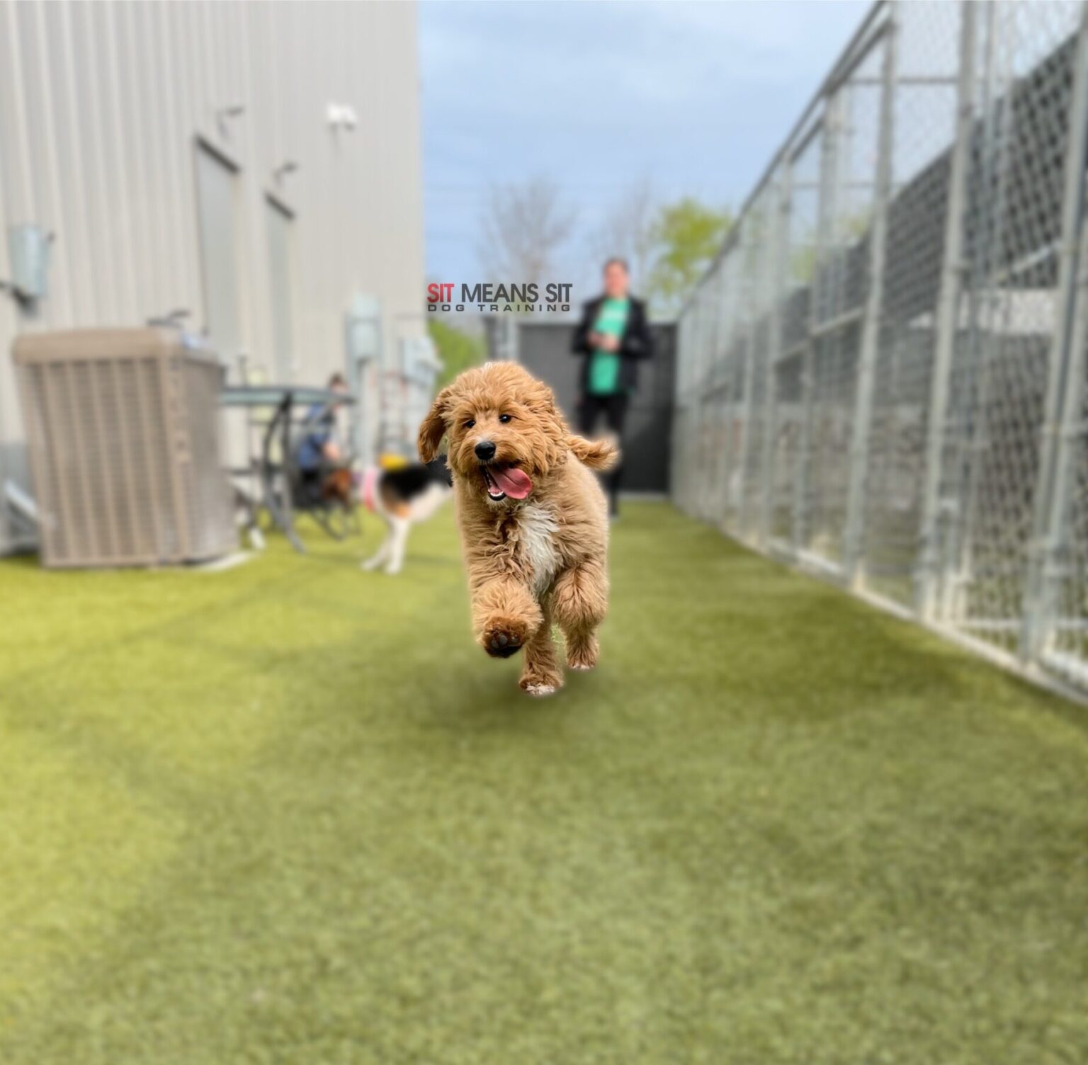 golden doodle running in grass