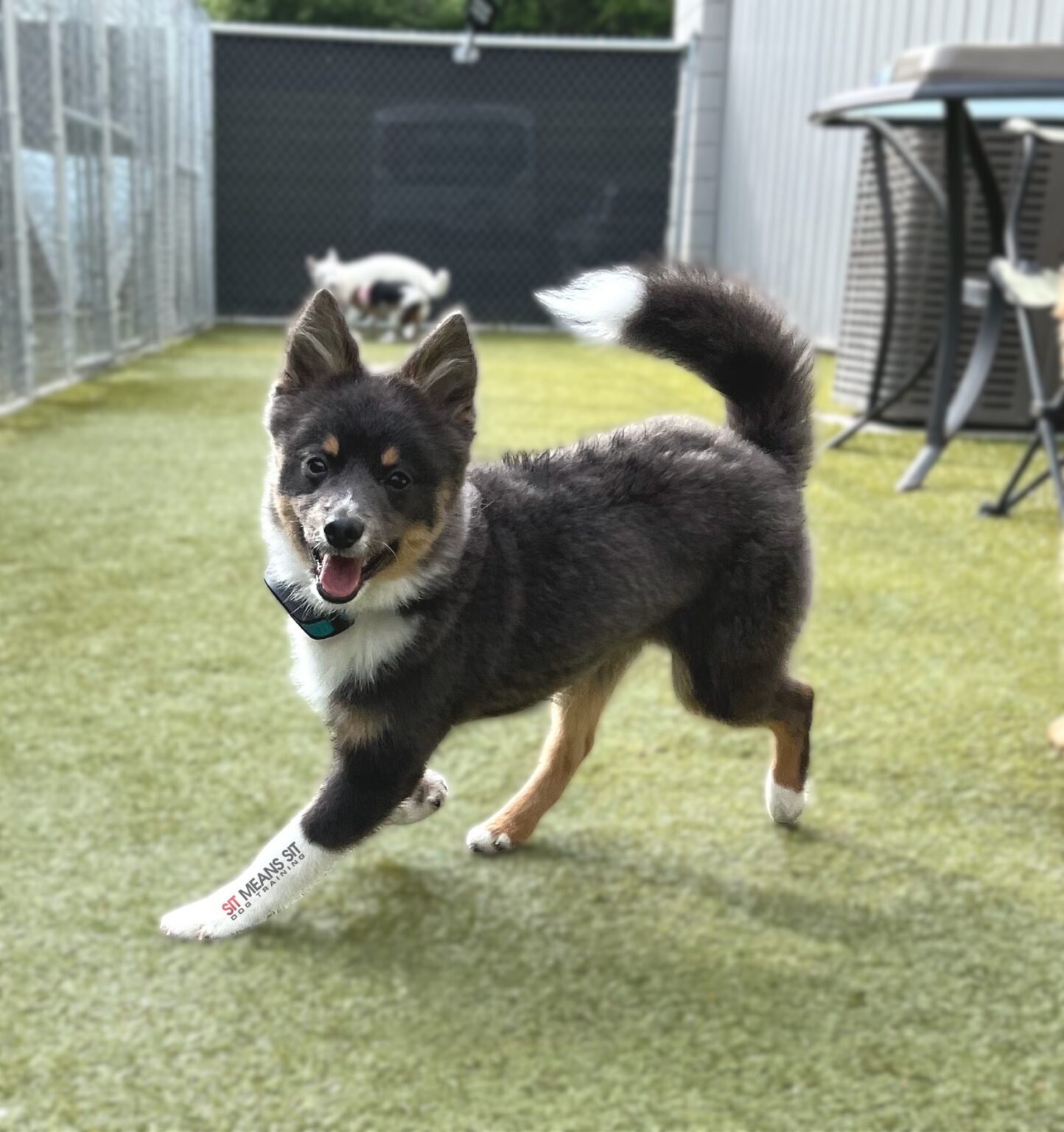 dog running in grass