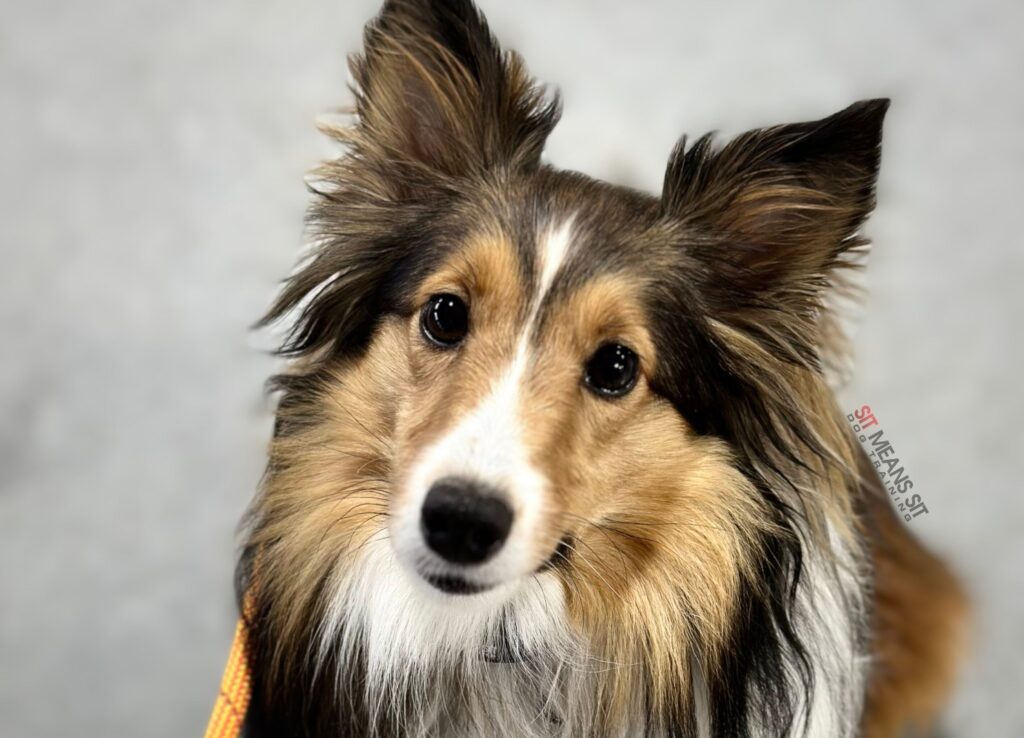 collie sitting down looking up at camera