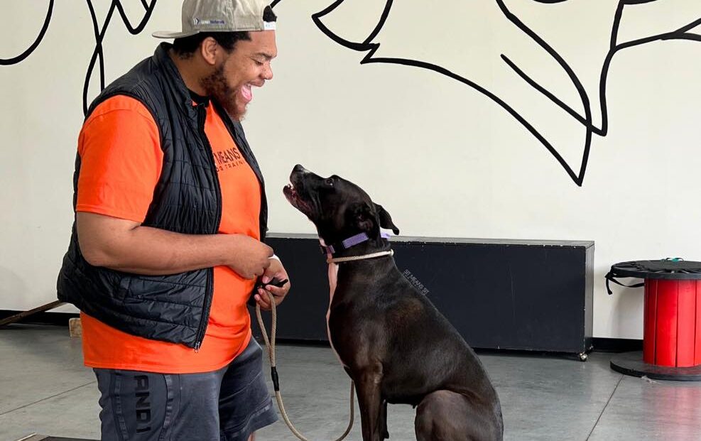 black lab dog with trainer in facility