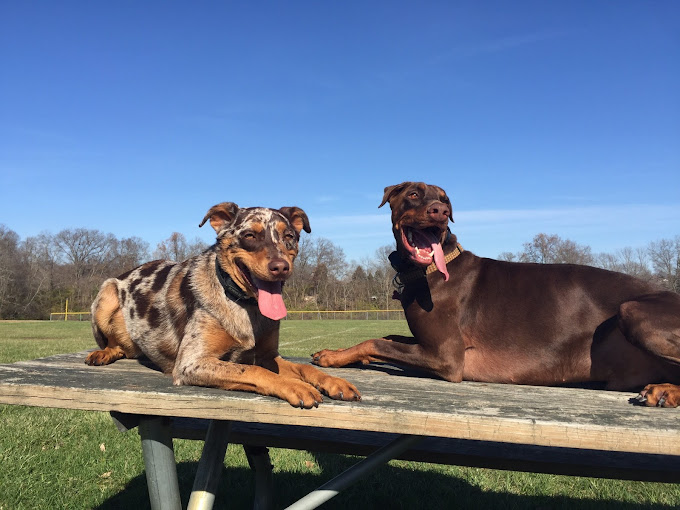 two dogs laying on picnic table